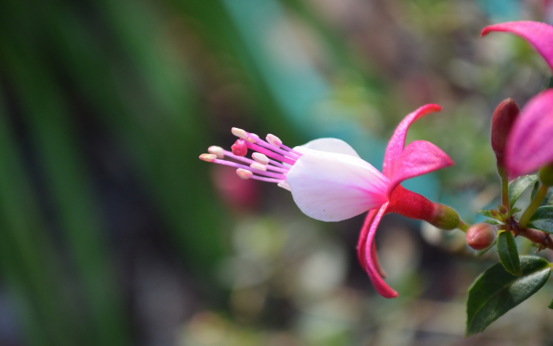 HD desktop wallpaper featuring a close-up of a vibrant fuchsia flower in nature with soft green and pink blurred background.