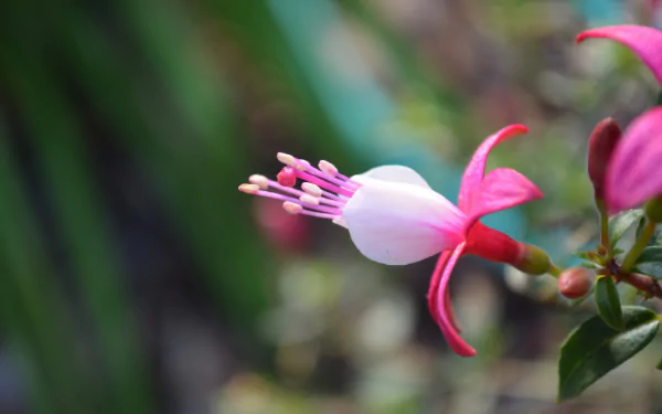HD desktop wallpaper featuring a close-up of a vibrant fuchsia flower in nature with soft green and pink blurred background.