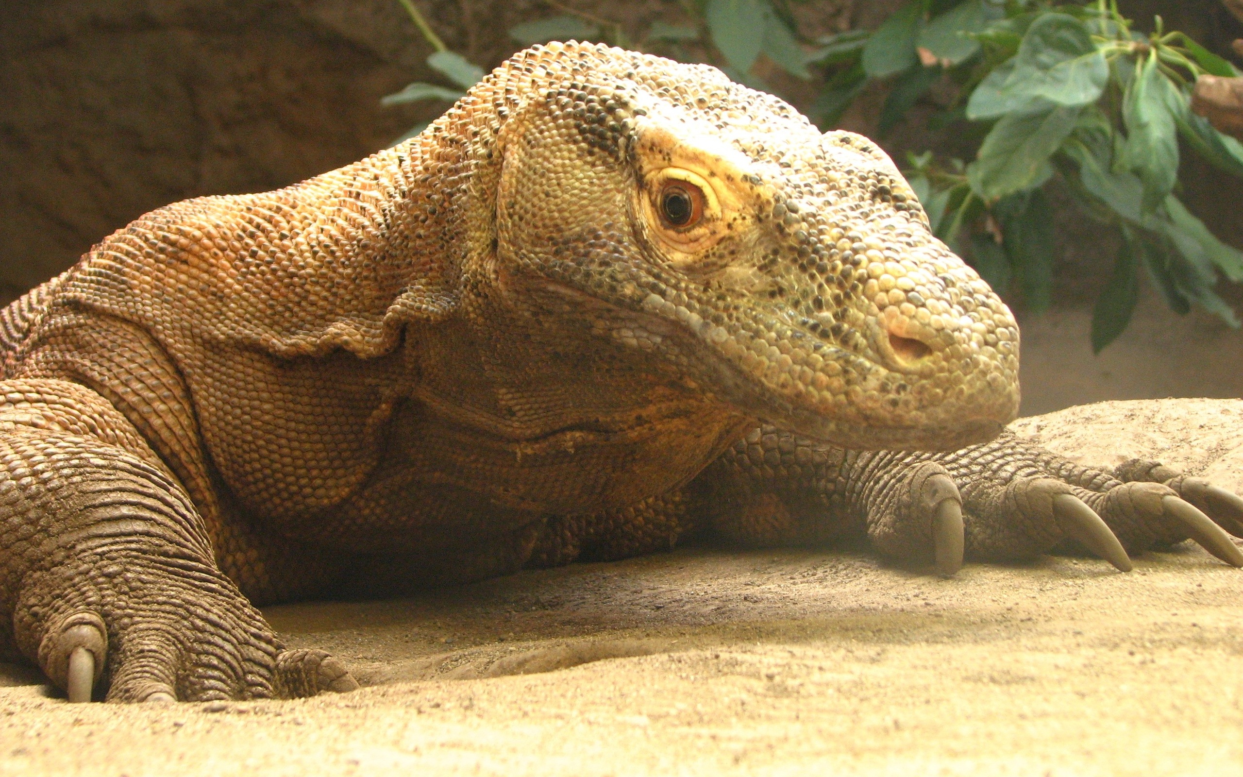 Animal Komodo Dragon HD Wallpaper | Background Image