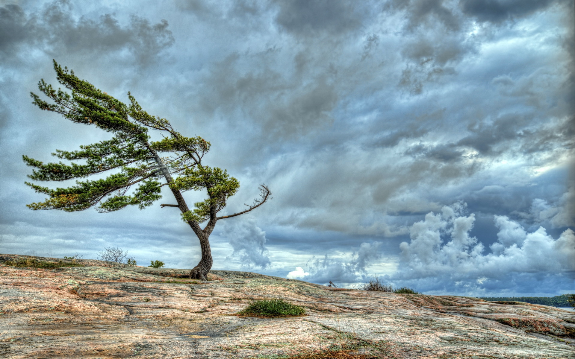 serene-nature-hd-wallpaper-of-a-windswept-tree