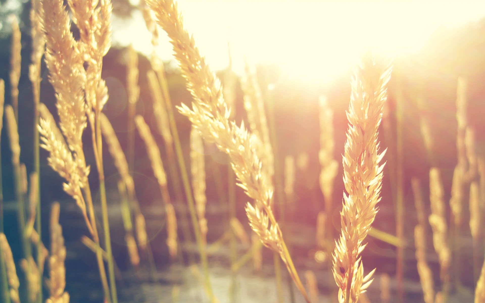 Nature Wheat HD Wallpaper