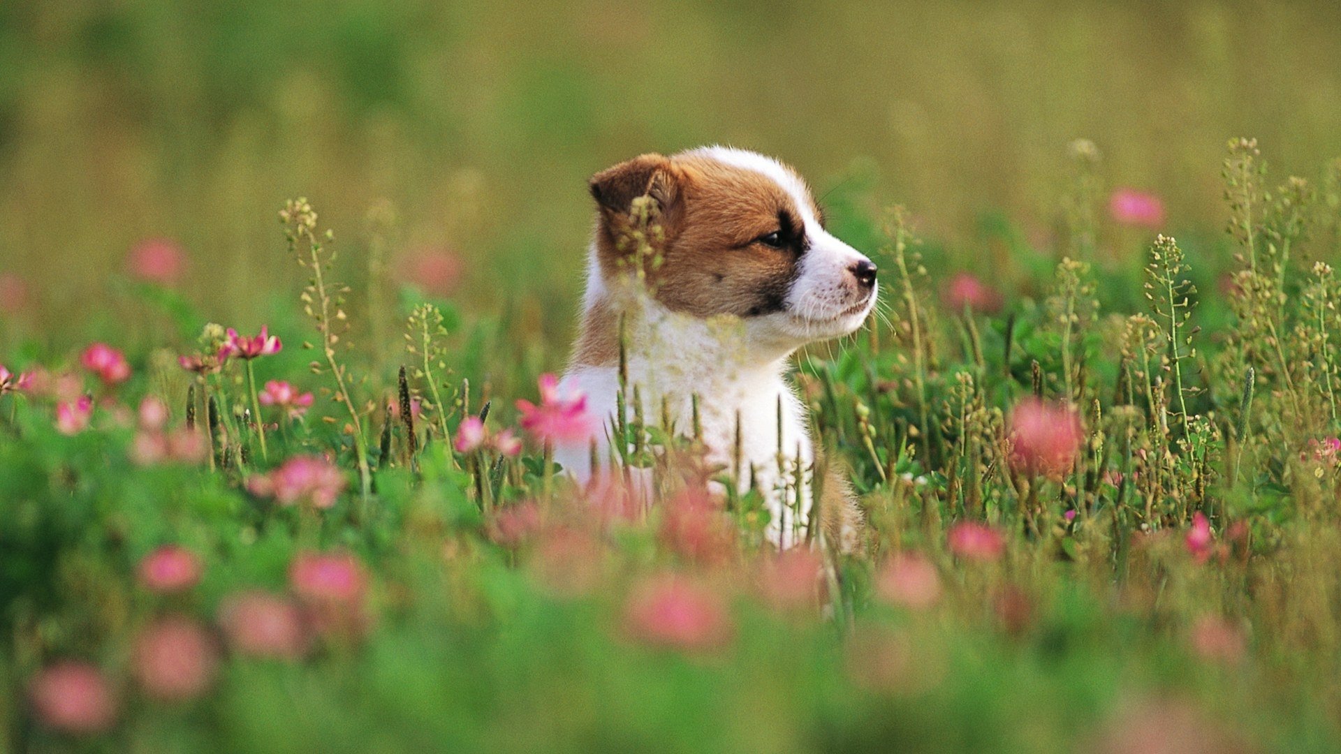 HD desktop wallpaper featuring a puppy sitting in a field of green grass and pink flowers, surrounded by natural outdoor scenery.