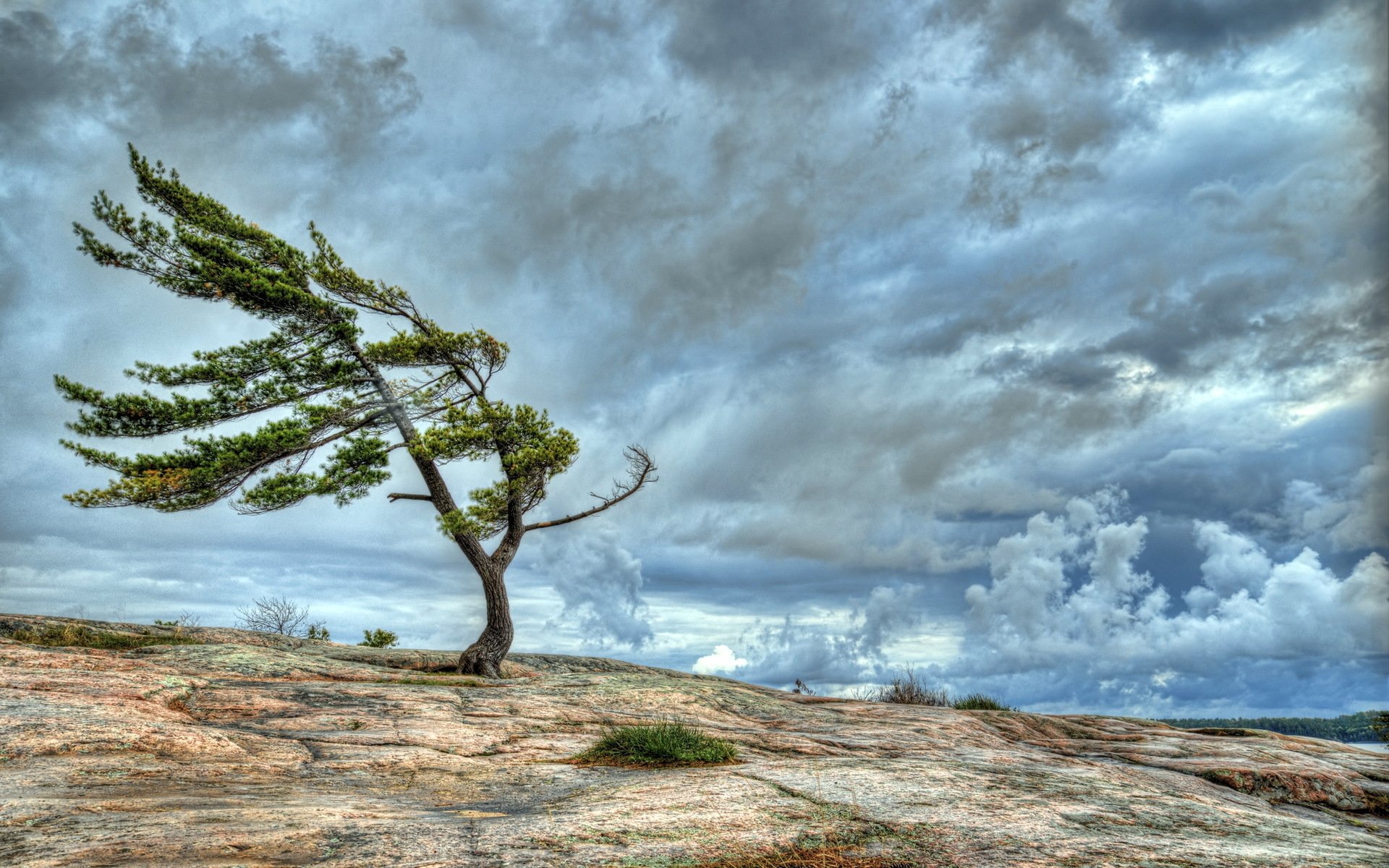 A resilient tree stands alone on rocky terrain under dramatic, cloudy skies, capturing the essence of nature in a stunning HD desktop wallpaper.