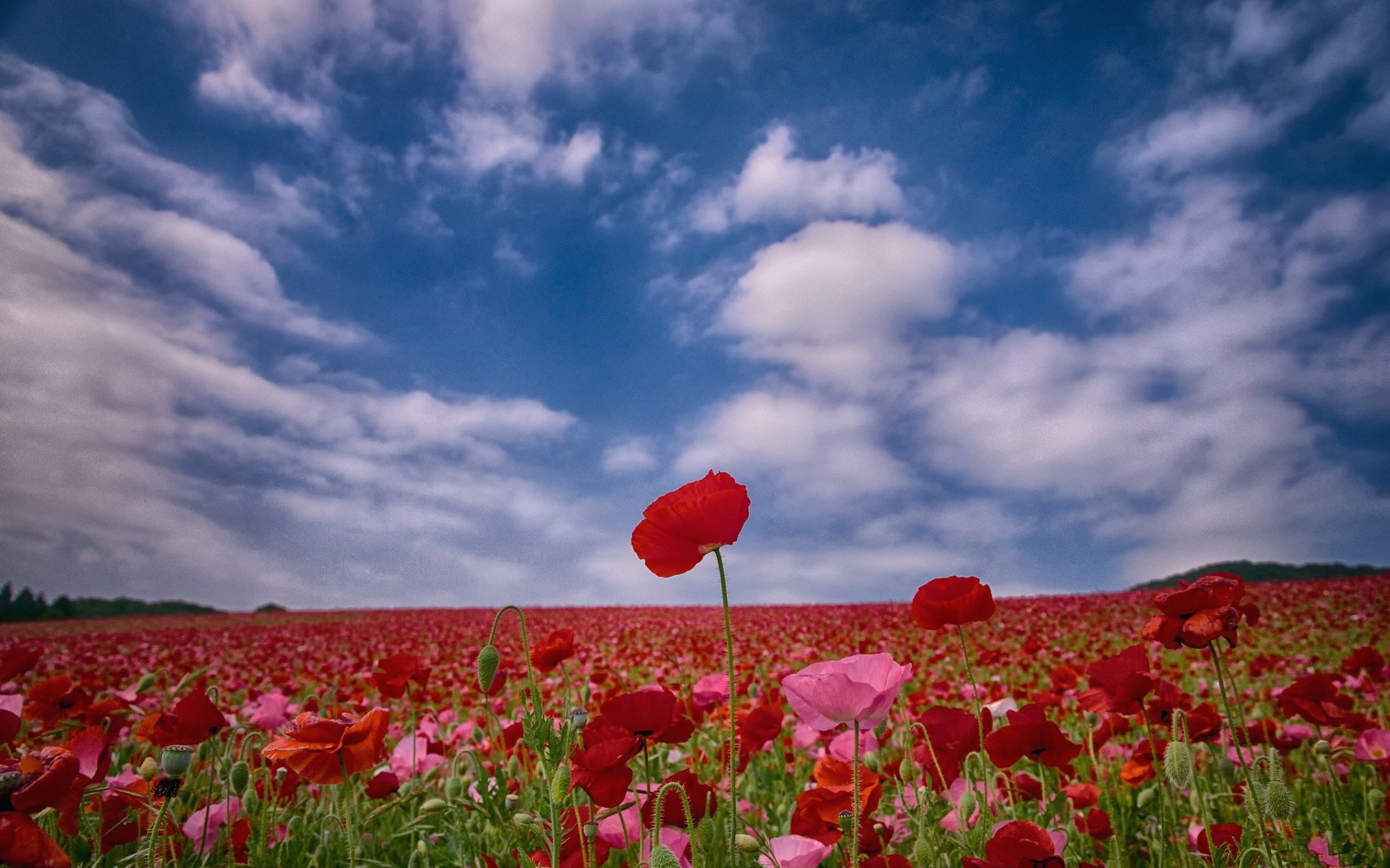 A vibrant field of red and pink poppies under a dramatic sky, creating a stunning nature scene. This HD image serves as an eye-catching desktop wallpaper and background.
