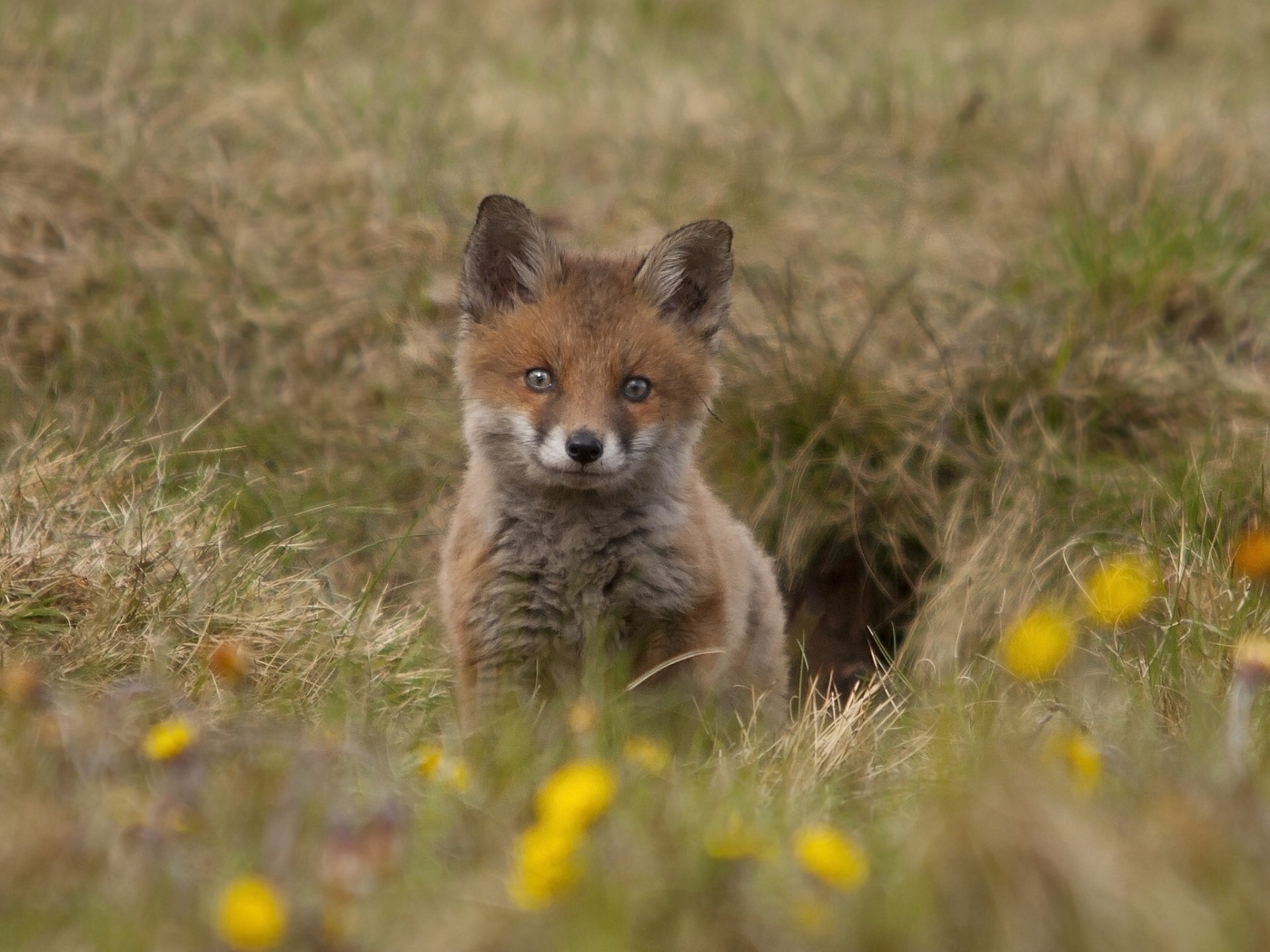A cute cub fox sits amidst colorful wildflowers, showcasing its vibrant fur and curious expression, captured in a high-definition animal wallpaper.
