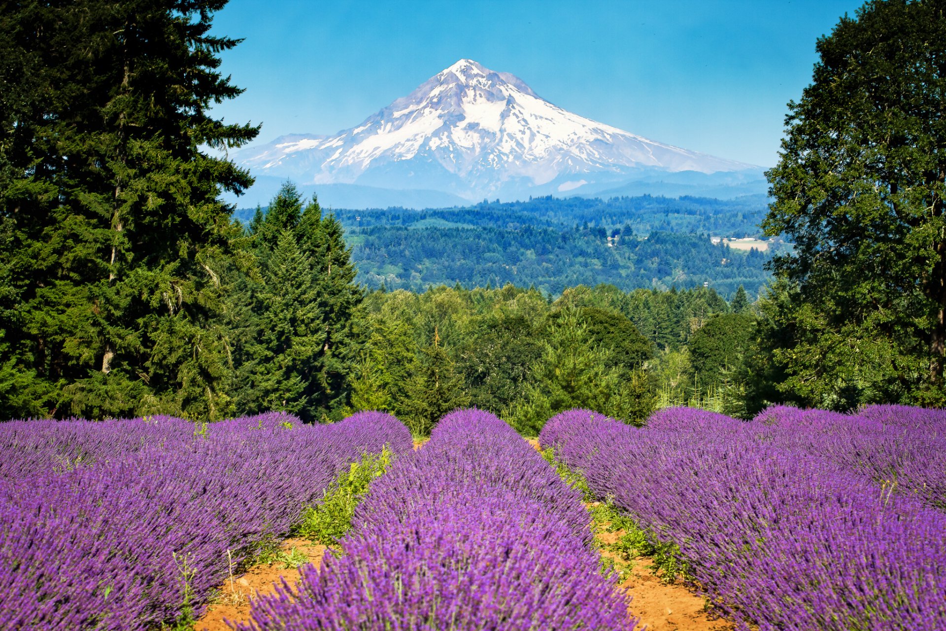 A vibrant landscape featuring rows of lavender flowers in the foreground, with a majestic snow-capped mountain in the background, showcasing the beauty of nature. HD PC Desktop Wallpaper.