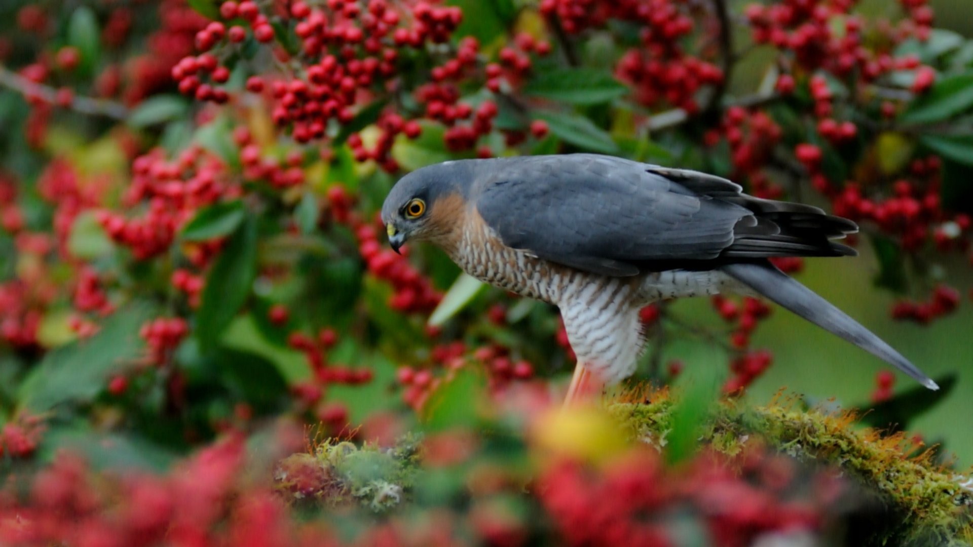 HD PC desktop wallpaper featuring a falcon perched amidst vibrant red berries and lush greenery, showcasing detailed feathers and sharp gaze.