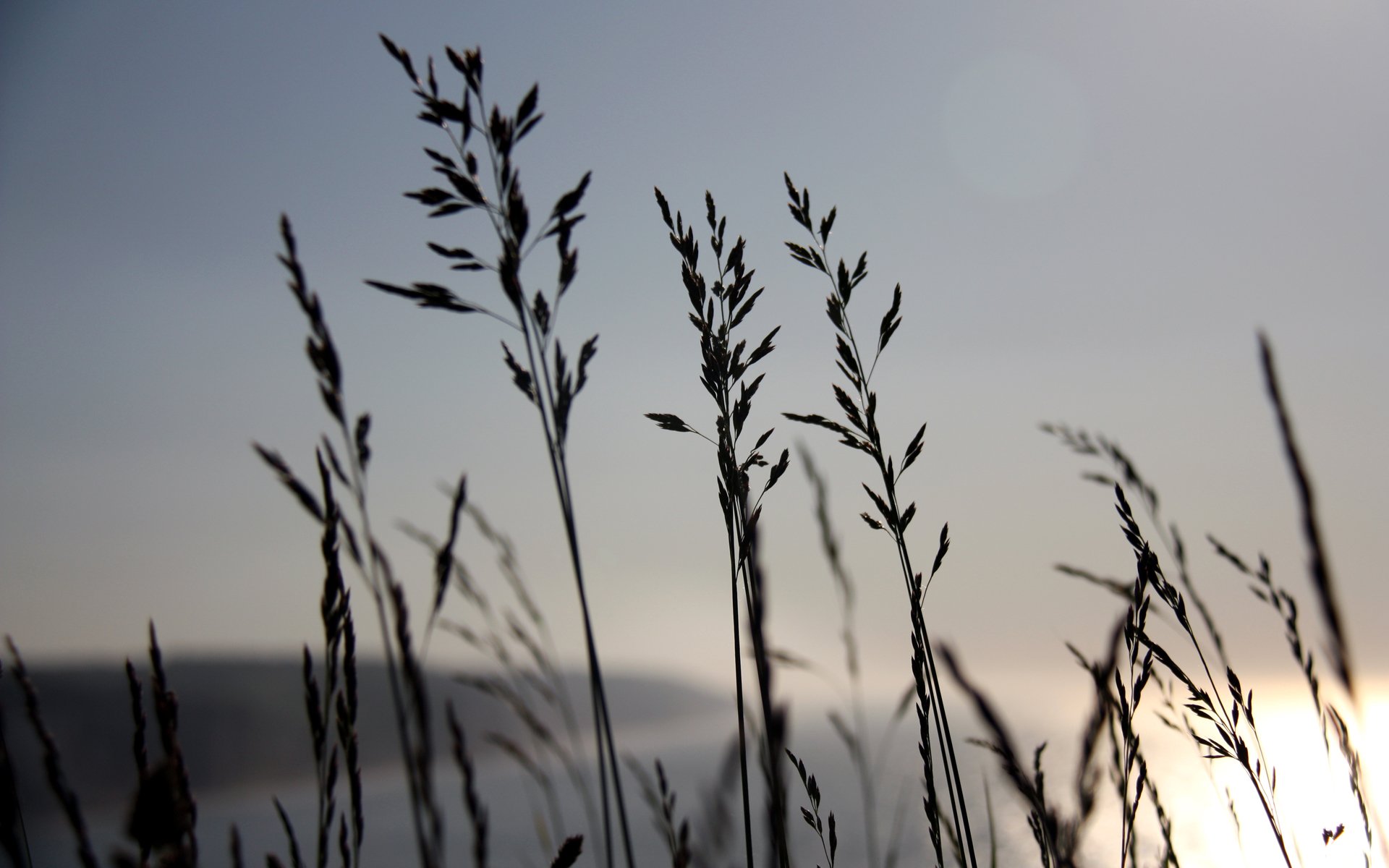 Macro photography of silhouetted coastal grasses against a soft sunset over water — HD PC desktop wallpaper and background.