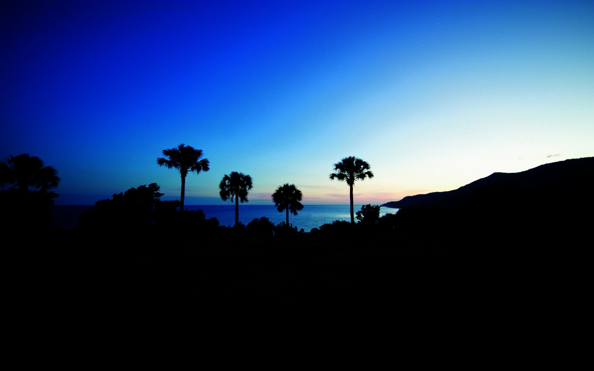 Download Nature Palm Tree HD Wallpaper