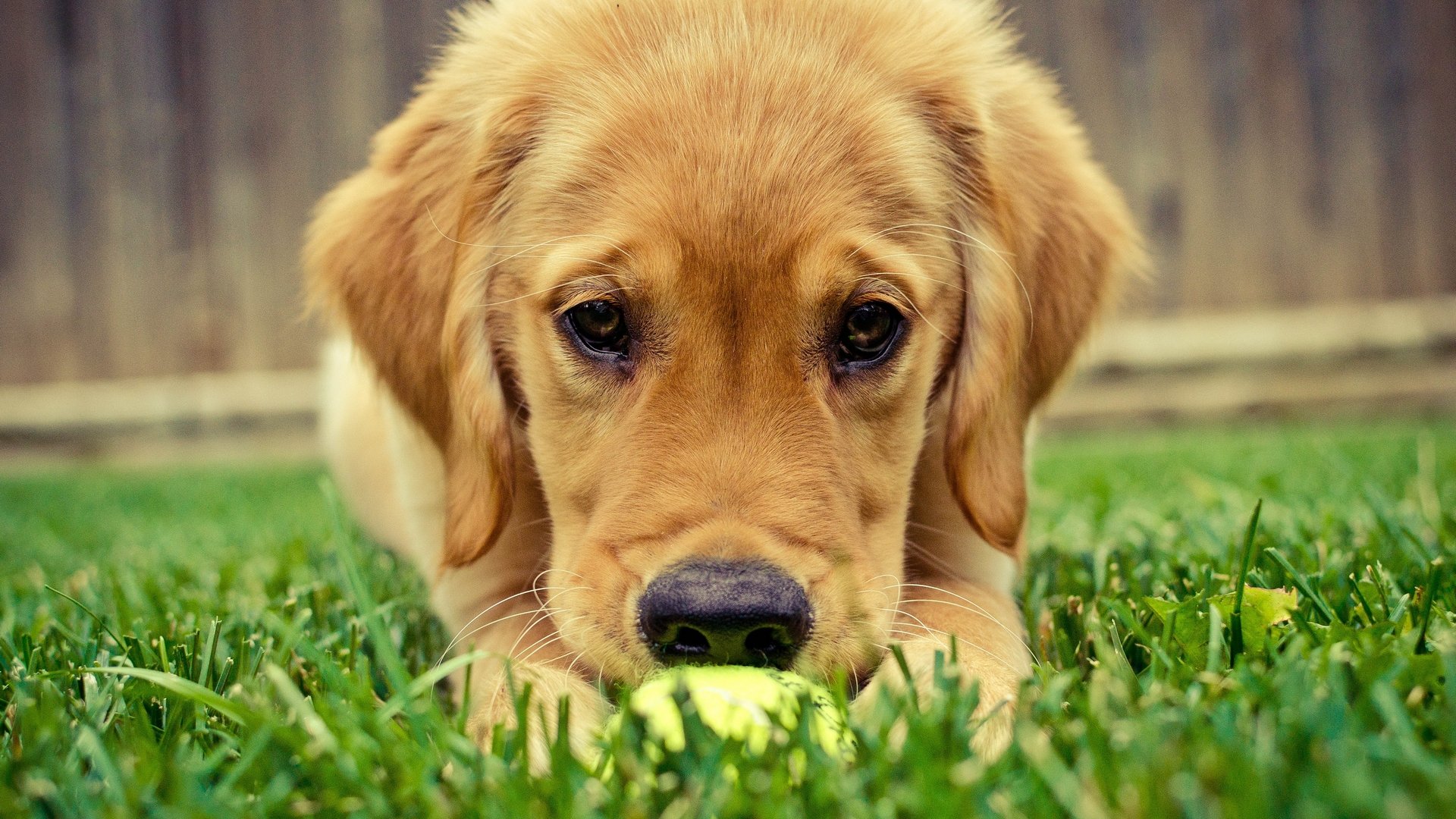 A golden retriever puppy playfully crouches in green grass, focused on a yellow tennis ball, creating an engaging HD wallpaper for desktop backgrounds.