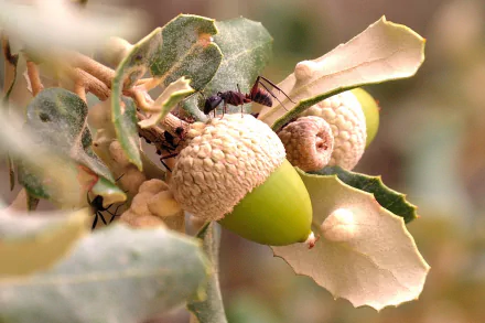 HD PC desktop wallpaper featuring an ant (animal) crawling on a green acorn nestled among oak leaves, soft blurred background.
