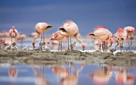 HD PC desktop wallpaper featuring a group of flamingos standing and feeding on a reflective water surface with a clear blue sky background.