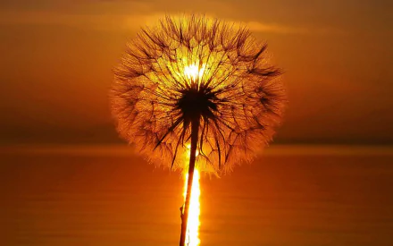 nature dandelion HD Desktop Wallpaper | Background Image