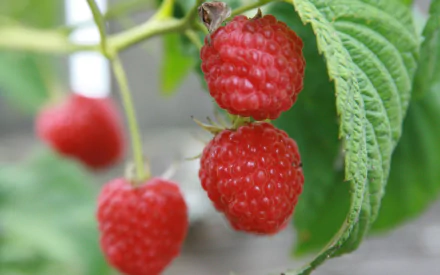 food raspberry HD Desktop Wallpaper | Background Image