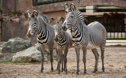 Animal zebra HD Desktop Wallpaper | Background Image