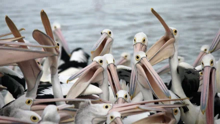 HD PC desktop wallpaper featuring a close-up of a group of pelicans gathered together near the water.