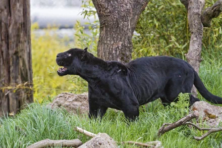 HD wallpaper of a black panther growling, set against a backdrop of trees and a grassy field.