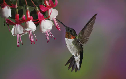 Animal hummingbird HD Desktop Wallpaper | Background Image