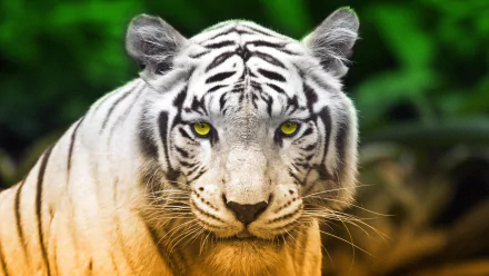 HD desktop wallpaper featuring a close-up of a majestic white tiger with striking yellow eyes set against a vibrant green background.