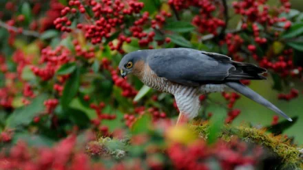 HD PC desktop wallpaper featuring a falcon perched amidst vibrant red berries and lush greenery, showcasing detailed feathers and sharp gaze.