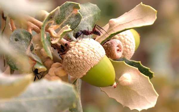 Animal ant HD Desktop Wallpaper | Background Image