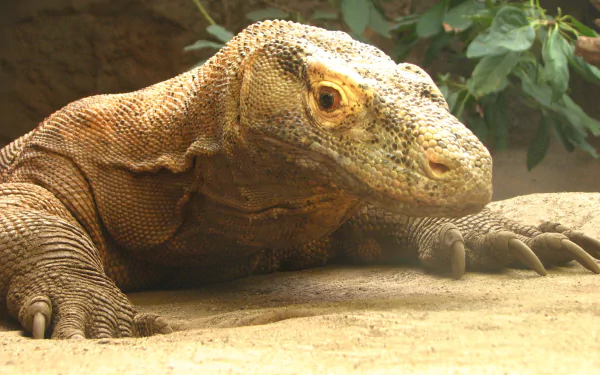A close-up of a Komodo dragon, showcasing its textured skin and intense gaze, serves as a striking HD desktop wallpaper and background.