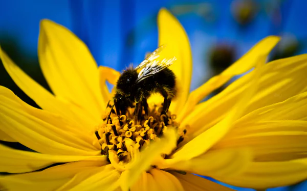 Macro close-up of a bee collecting pollen on a vibrant yellow flower, captured in 4K Ultra HD with enhanced detail and vivid colors for a striking PC desktop wallpaper.