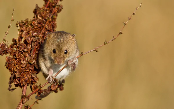 Animal mouse HD Desktop Wallpaper | Background Image