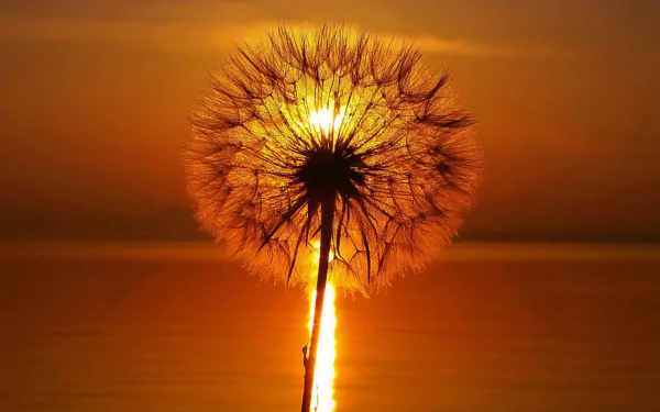 HD desktop wallpaper of a dandelion silhouetted against a vibrant orange sunset sky, highlighting intricate seed details in a serene natural setting.