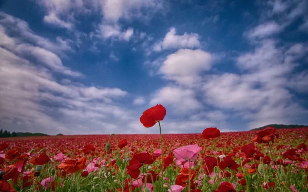 A vibrant field of red and pink poppies under a dramatic sky, creating a stunning nature scene. This HD image serves as an eye-catching desktop wallpaper and background.