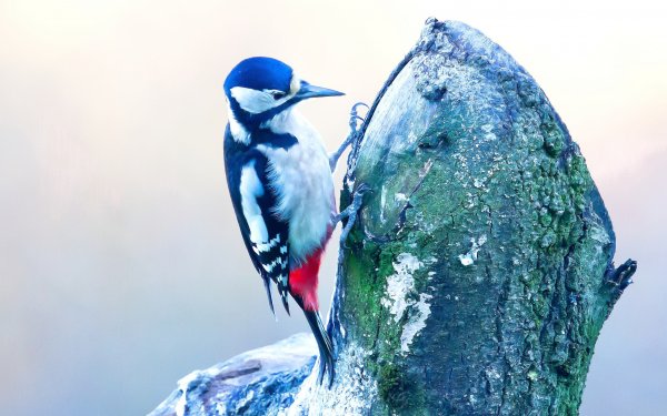 Animal Bird Birds HD Wallpaper | Background Image