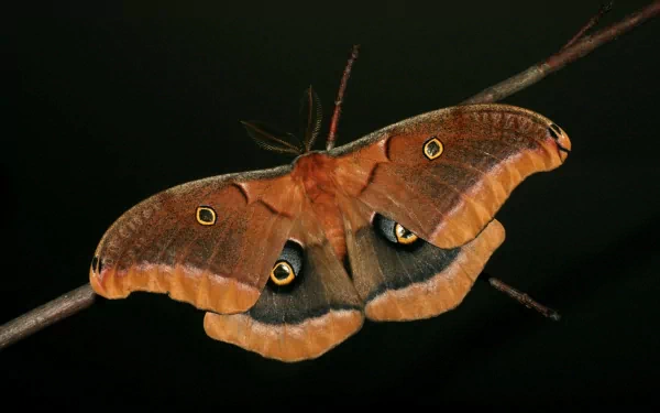Animal moth HD Desktop Wallpaper | Background Image