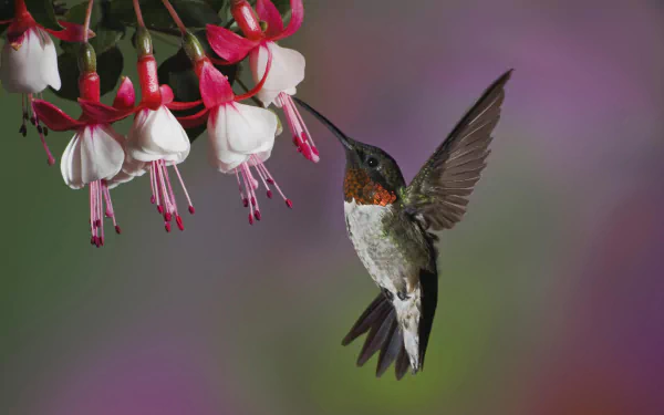 Animal hummingbird HD Desktop Wallpaper | Background Image