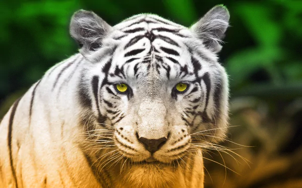 HD desktop wallpaper featuring a close-up of a majestic white tiger with striking yellow eyes set against a vibrant green background.