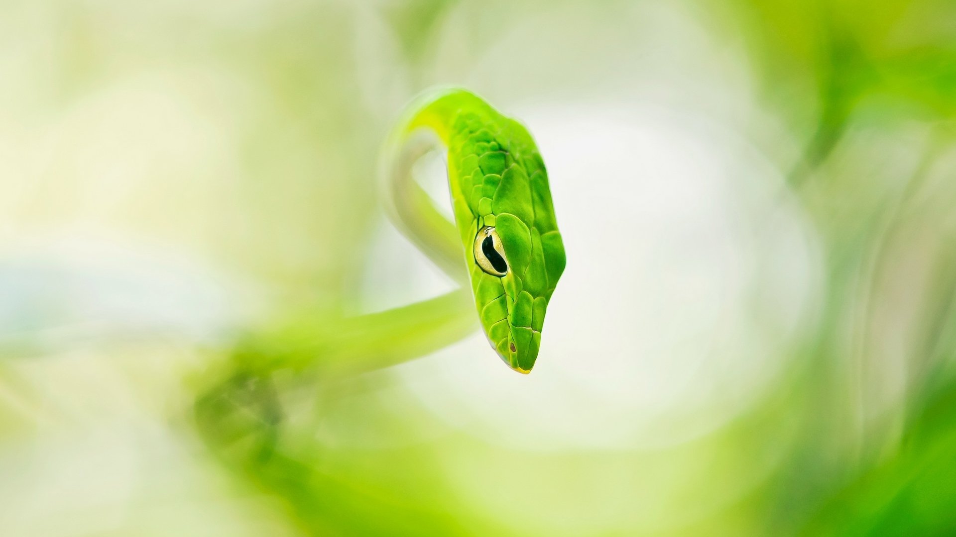Close-up of smooth green snake.