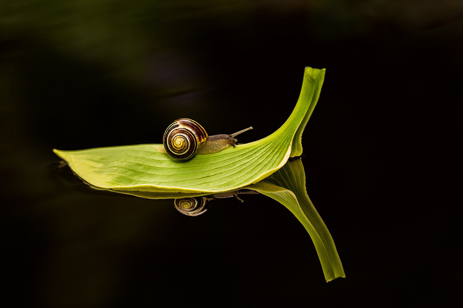 Animal Snail Hd Wallpaper