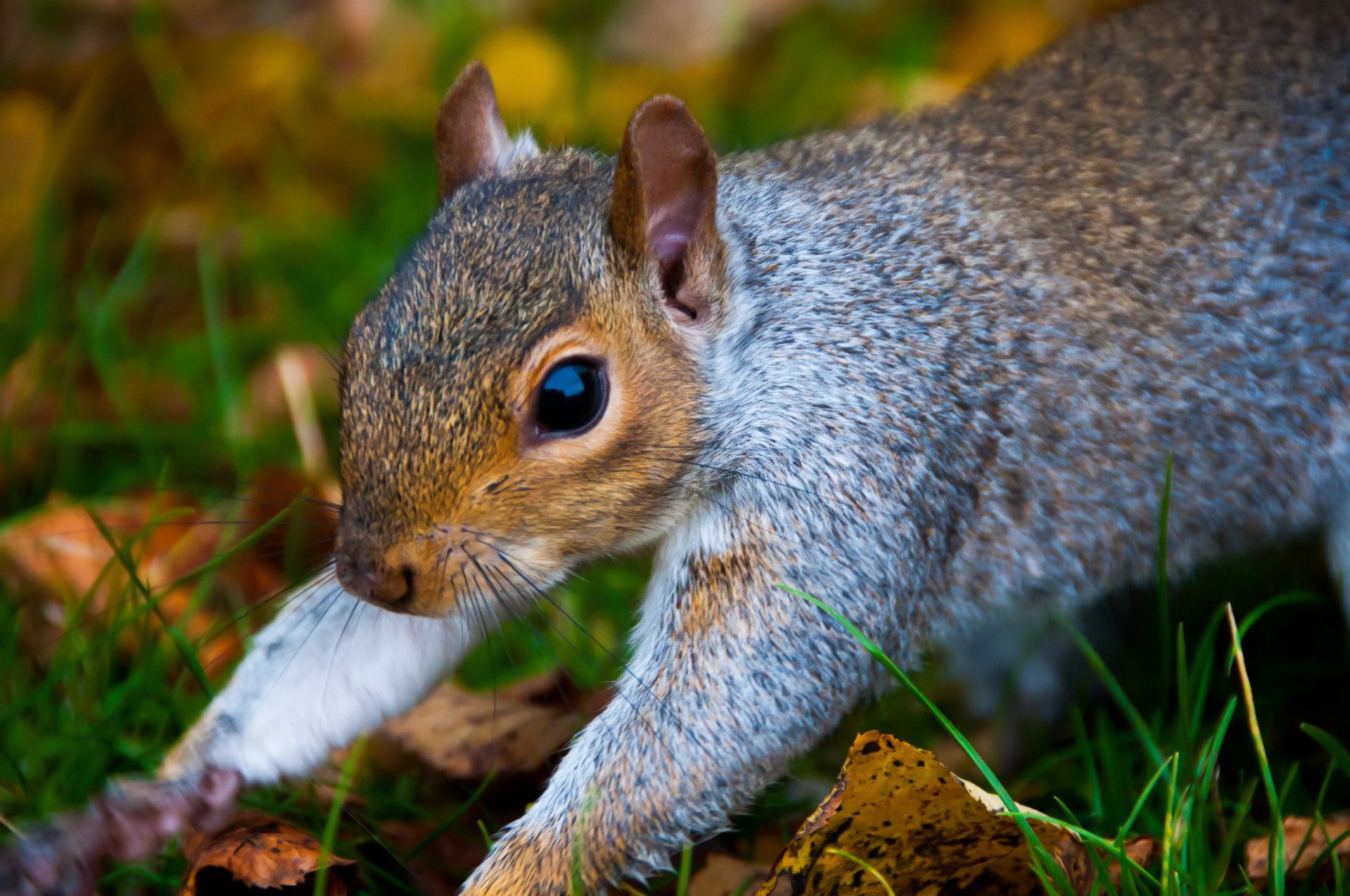 Hyde Park Squirrel 2 Full HD Wallpaper and Background