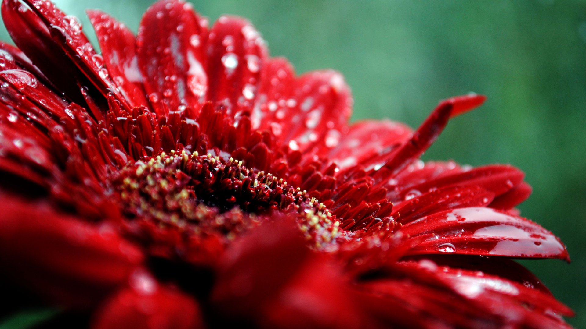 Close-up of a vibrant red gerbera flower with water droplets, set against a blurred green background, captured in HD for a nature-themed PC desktop wallpaper.