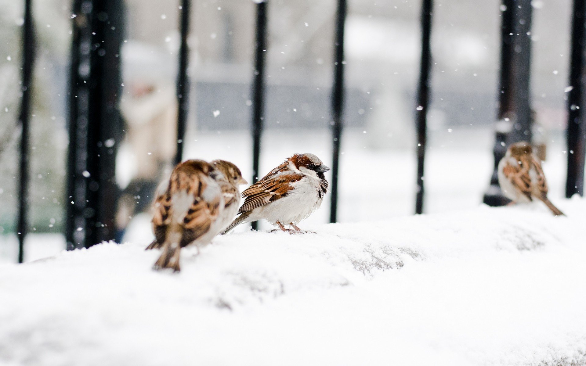 HD desktop wallpaper featuring sparrows perched on a snowy surface with vertical black bars blurred in the background.