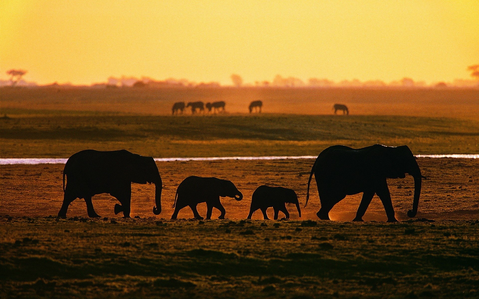 Download Animal African Bush Elephant HD Wallpaper