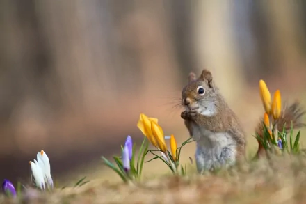 A charming squirrel sits among colorful crocus flowers, captured in stunning detail, making this an engaging HD PC desktop wallpaper and background.