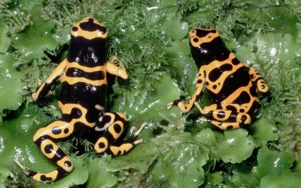HD PC desktop wallpaper showing two vibrant poison dart frogs with black and yellow patterns resting on green leaves.