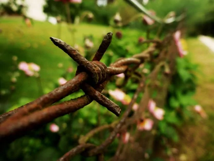  Barbed Wire & Nature