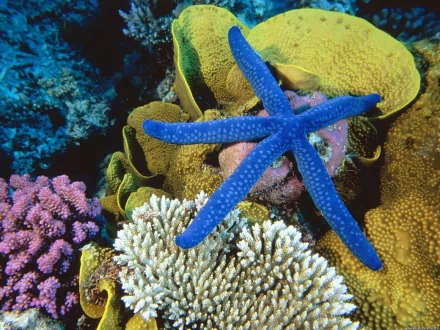  starfish and coral