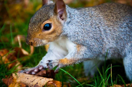  Hyde Park Squirrel