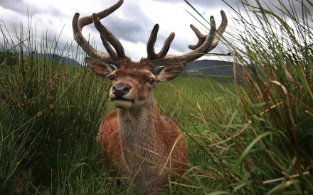 Animal elk HD Desktop Wallpaper | Background Image