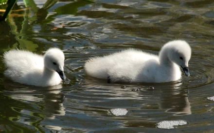 Animal swan HD Desktop Wallpaper | Background Image