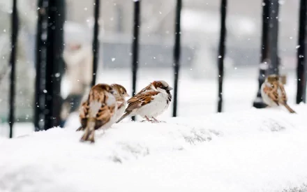 Animal sparrow HD Desktop Wallpaper | Background Image