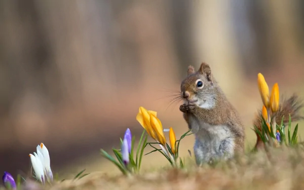 A charming squirrel sits among colorful crocus flowers, captured in stunning detail, making this an engaging HD PC desktop wallpaper and background.