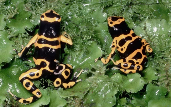 HD PC desktop wallpaper showing two vibrant poison dart frogs with black and yellow patterns resting on green leaves.